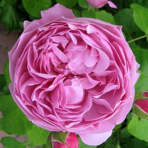 E-commerce, vendita, rose, in, vaso rose inglesi - rosa - Rosa Charles Rennie Mackintosh - rosa dal profumo discreto - David Austin - Rappresentante dei fiori rosa pallido violaceo, graziosi, leggermente profumati.